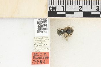 Media type: image;   Entomology 771451 Aspect: Labels